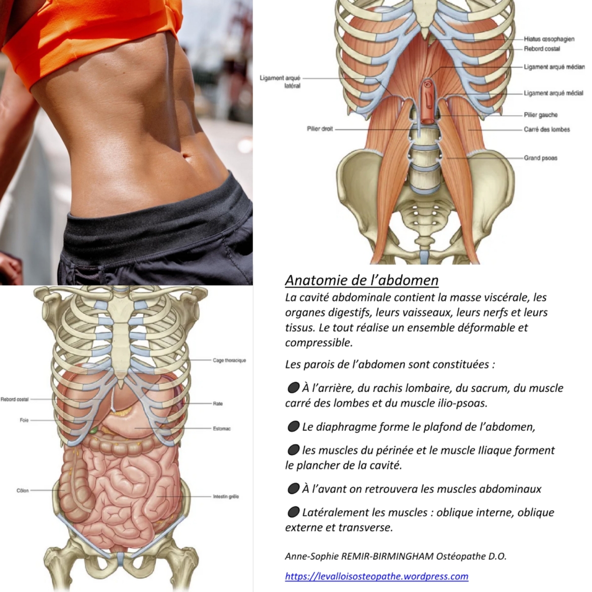 Anatomie de l'abdomen – Anne-Sophie REMIR-BIRMINGHAM